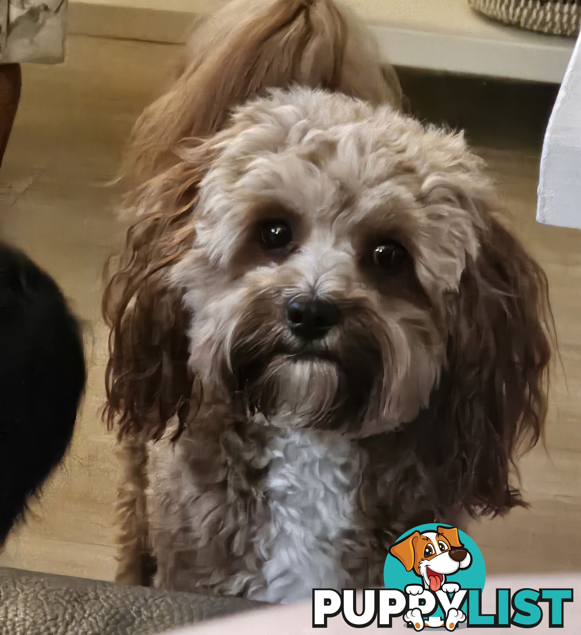 Toy Cavoodle Puppies