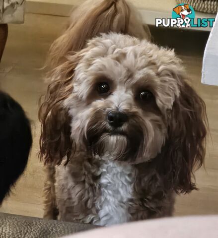 Toy Cavoodle Puppies