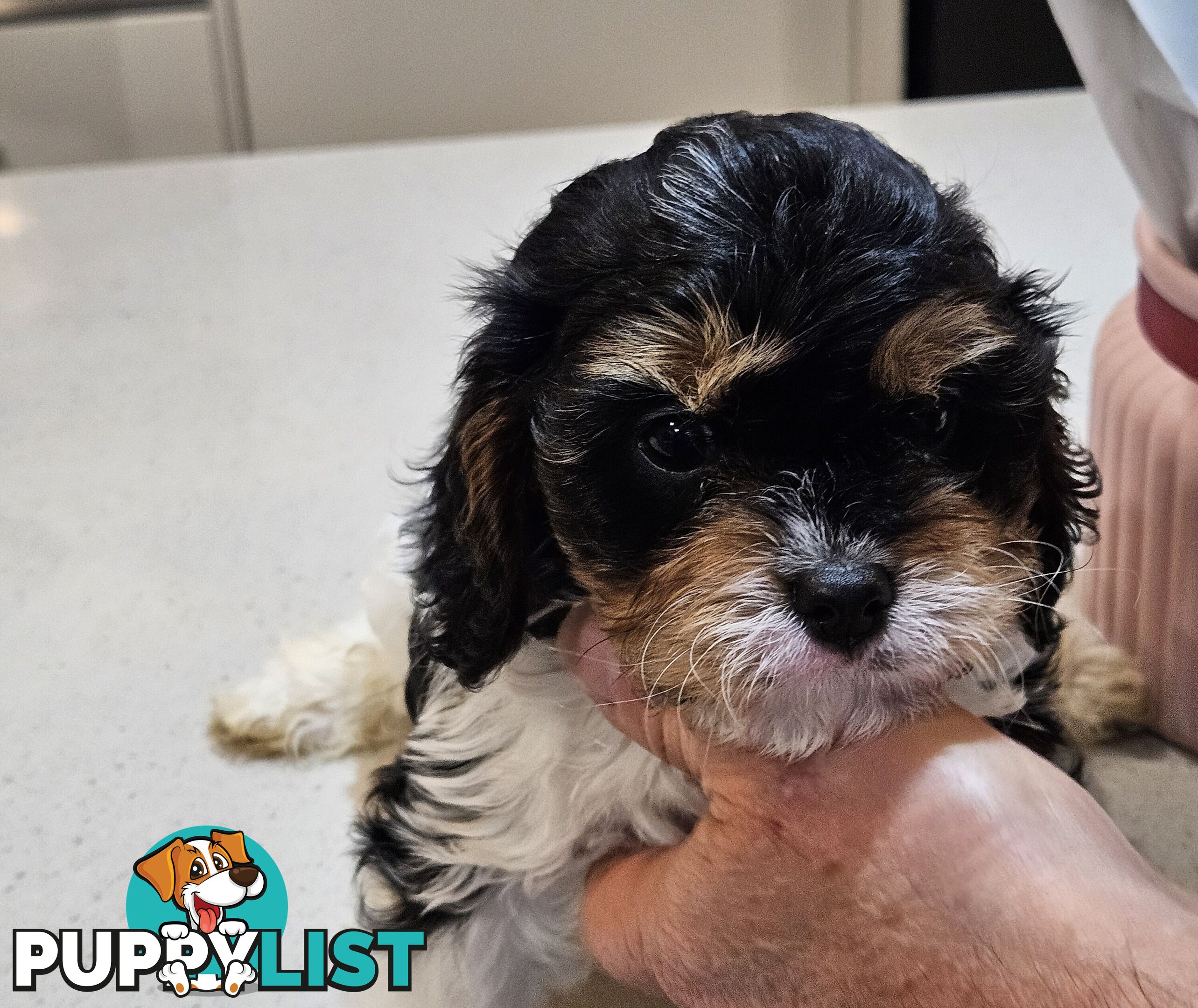 Toy Cavoodle Puppies