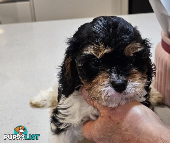 Toy Cavoodle Puppies