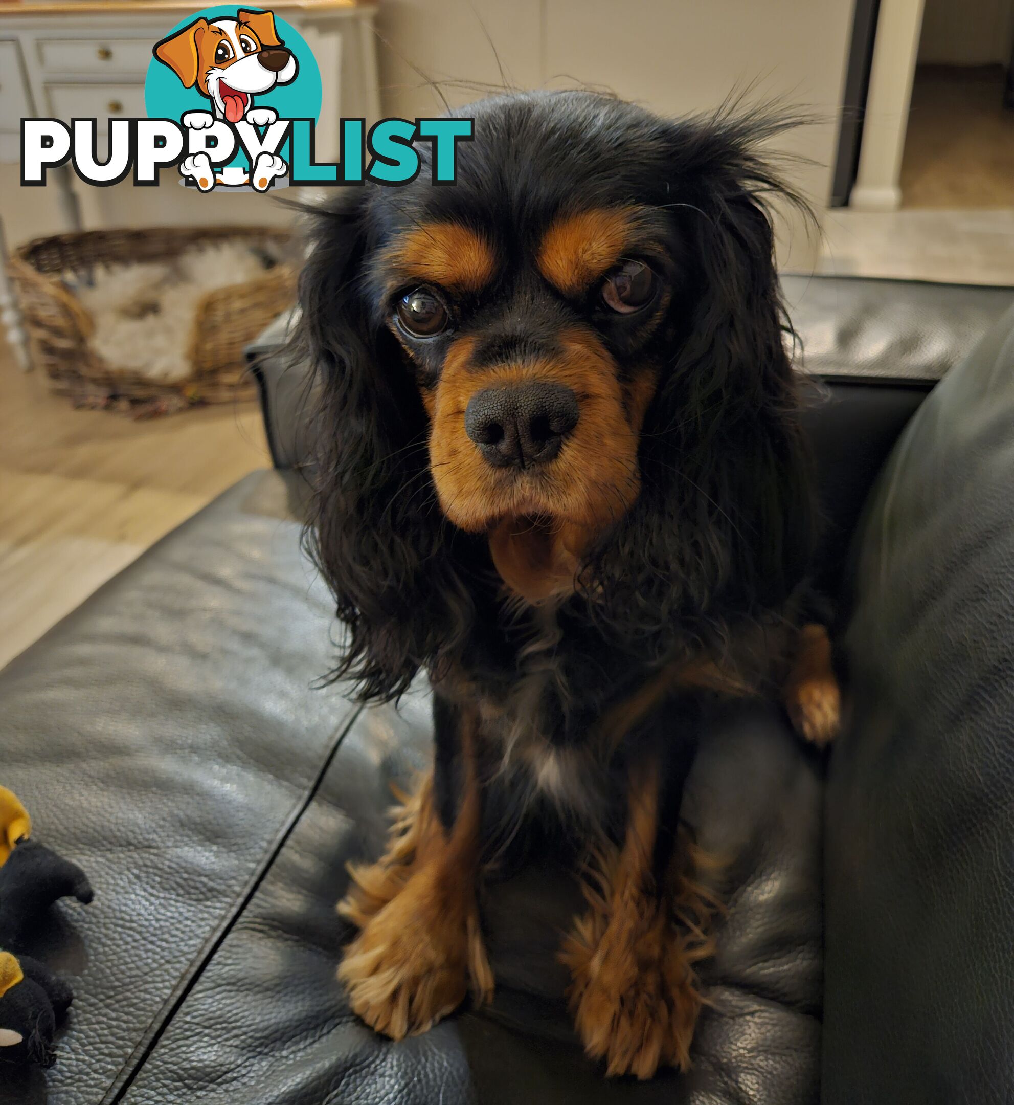 Toy Cavoodle Puppies