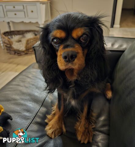 Toy Cavoodle Puppies