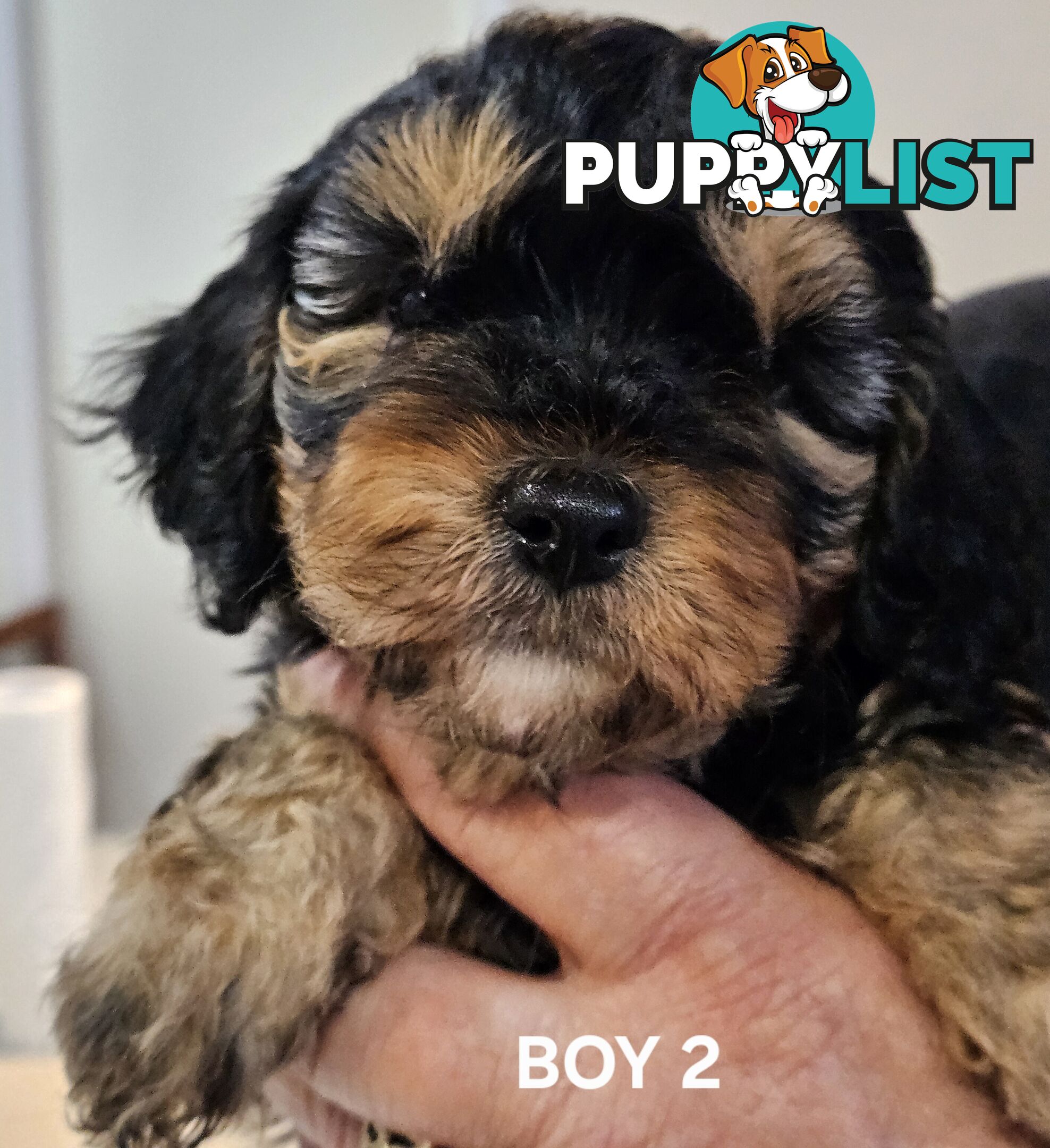 Toy Cavoodle Puppies