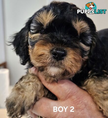 Toy Cavoodle Puppies