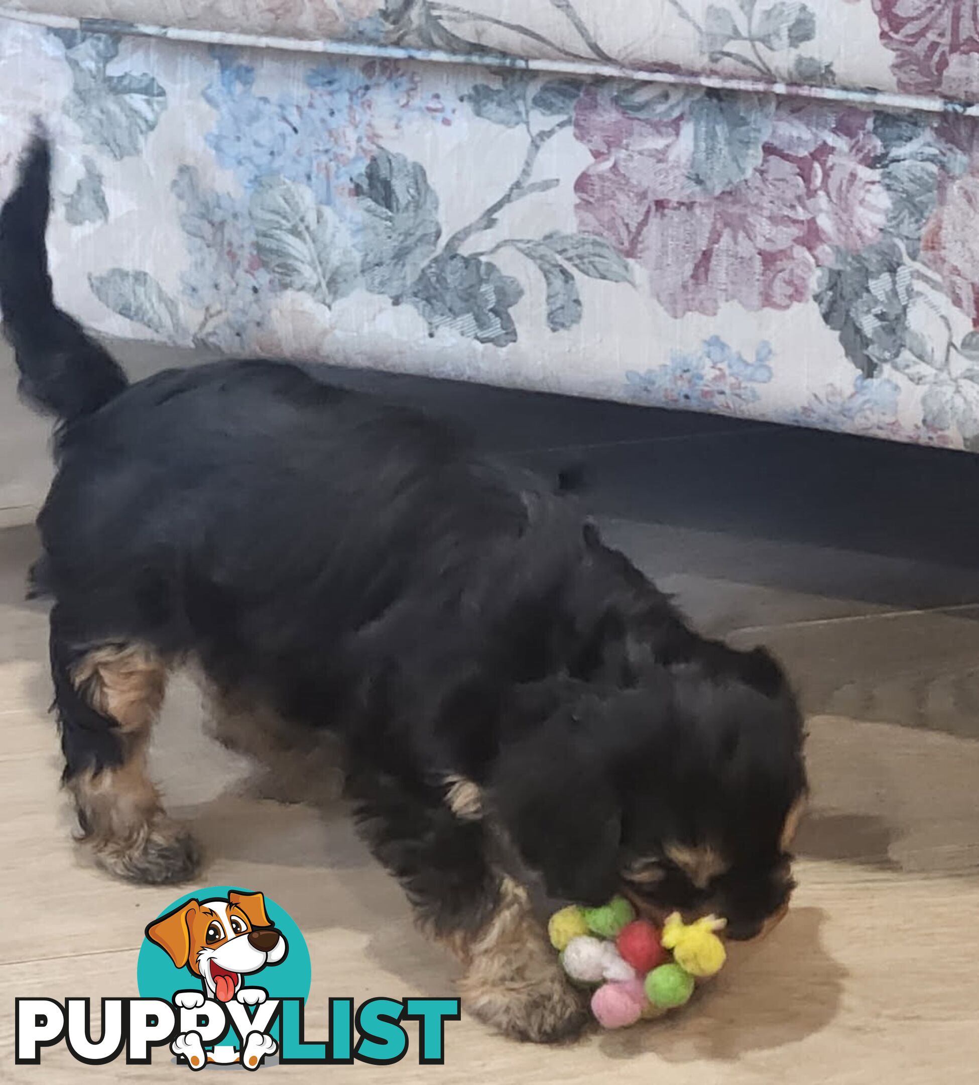 Toy Cavoodle Puppies