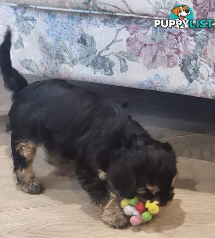 Toy Cavoodle Puppies