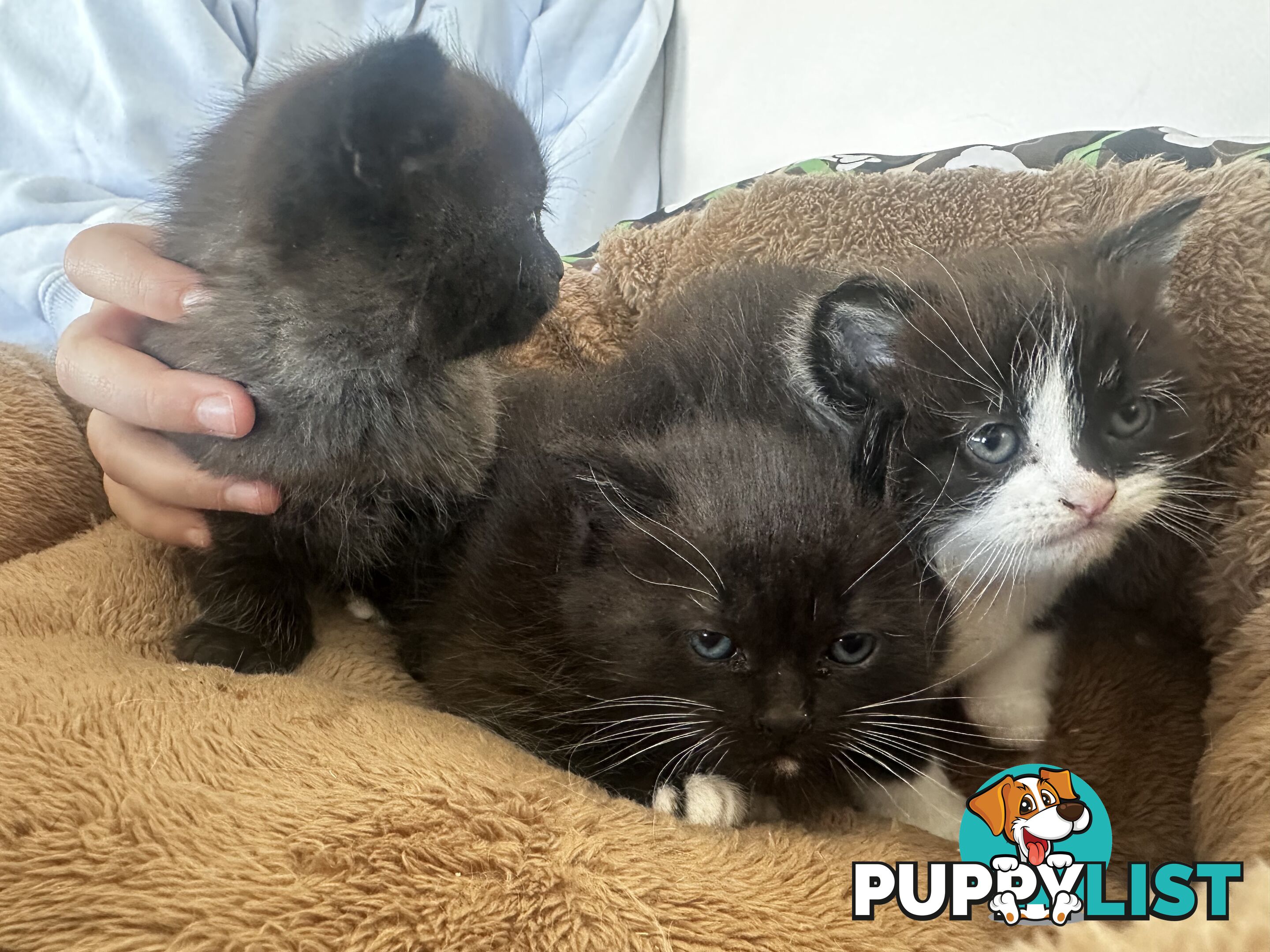 Ragdoll X Kittens
