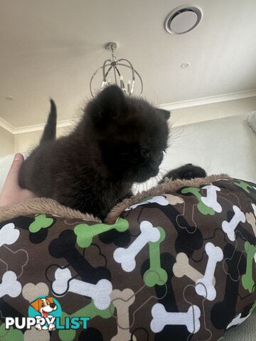 Ragdoll X Kittens