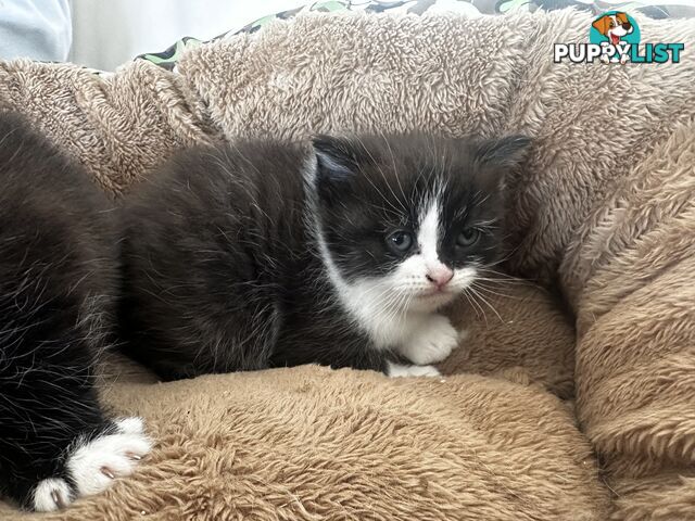 Ragdoll X Kittens