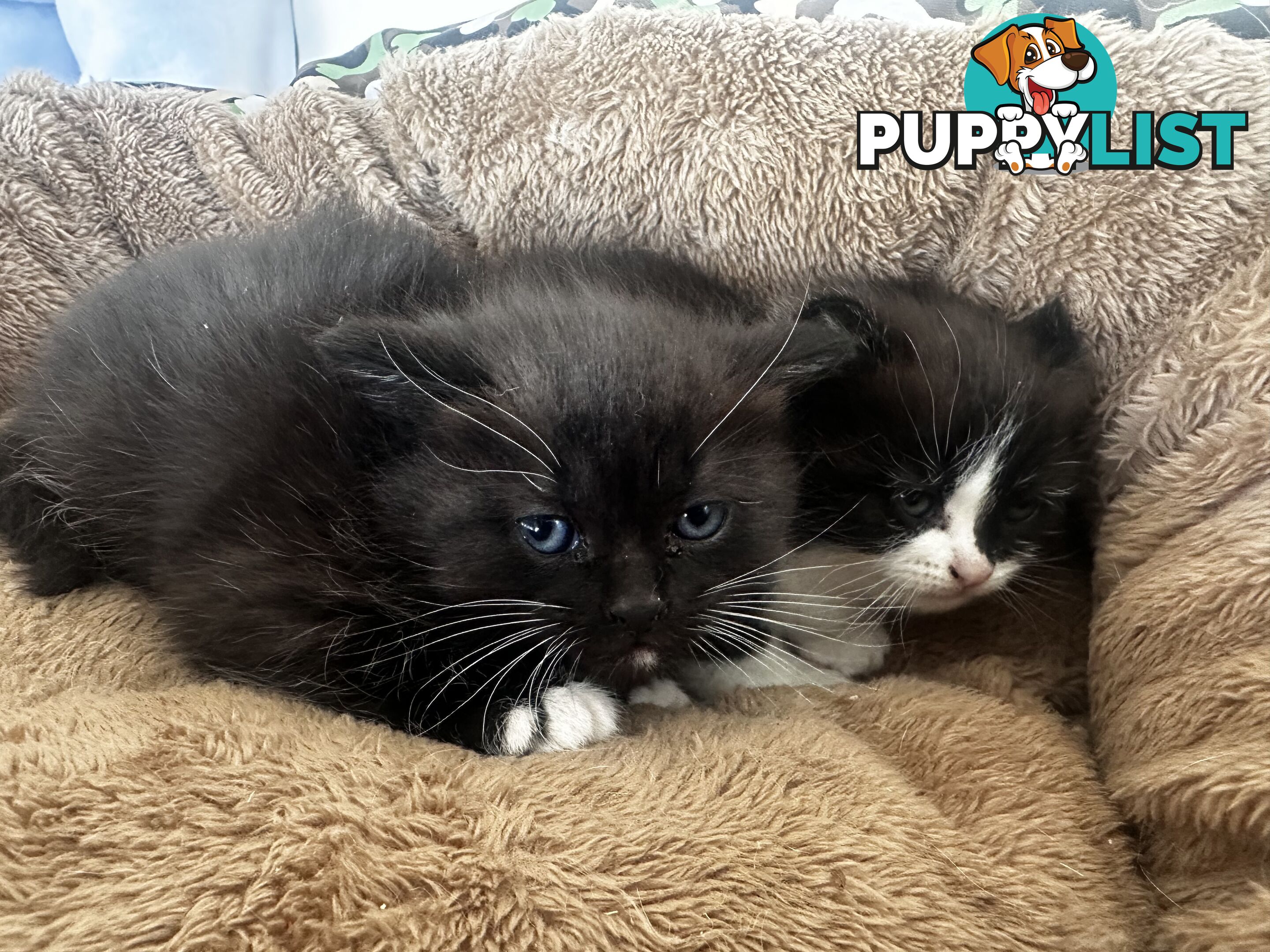 Ragdoll X Kittens
