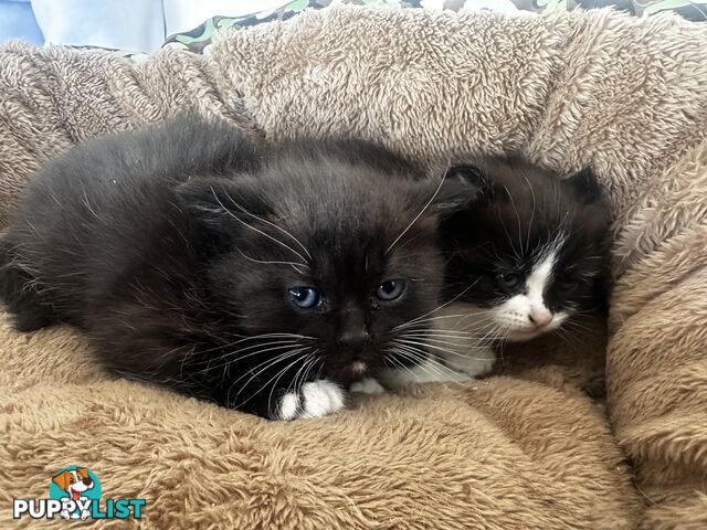 Ragdoll X Kittens