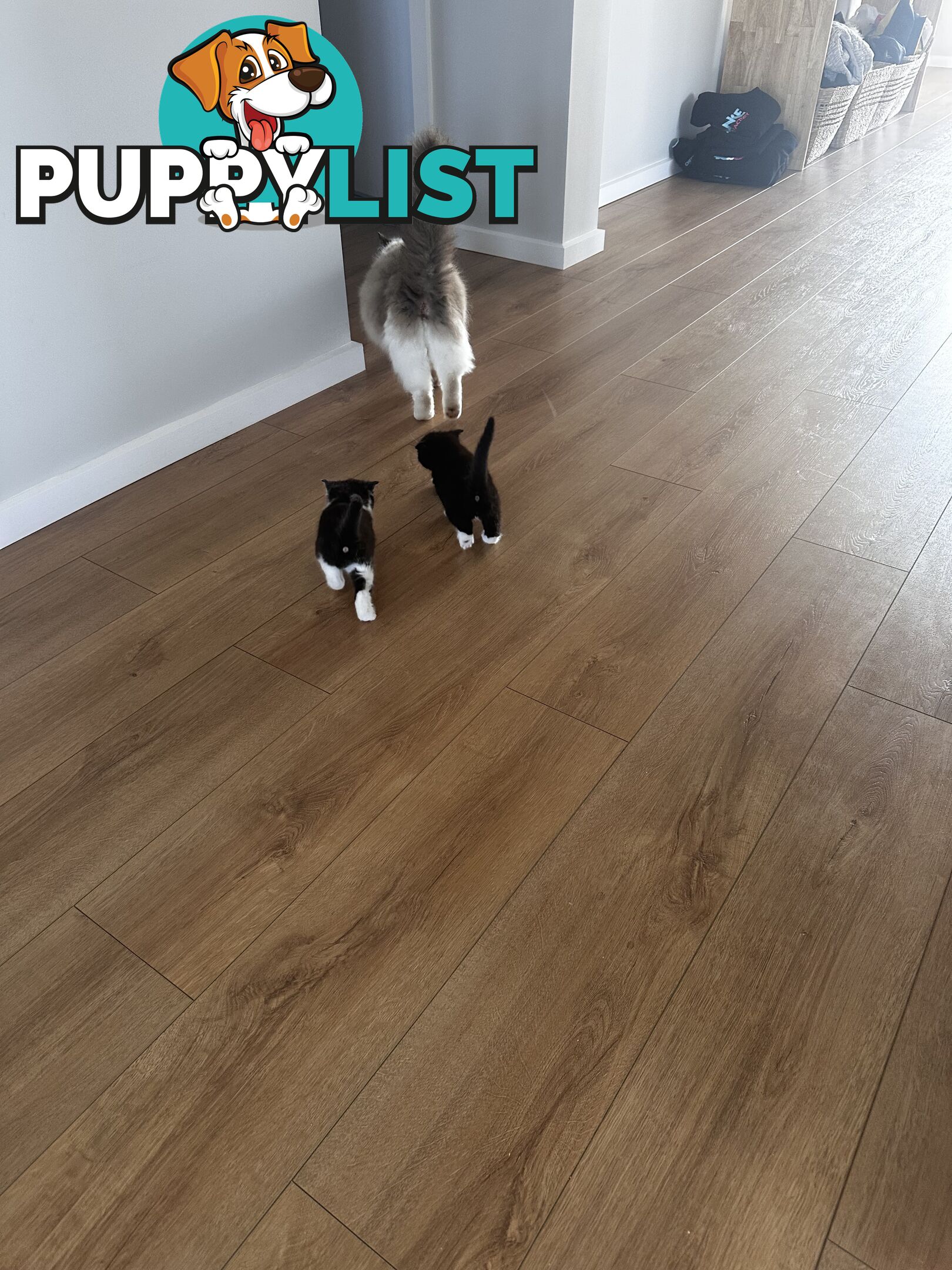 Ragdoll X Kittens