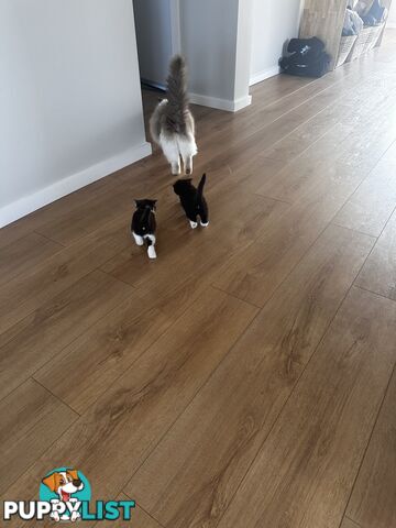 Ragdoll X Kittens