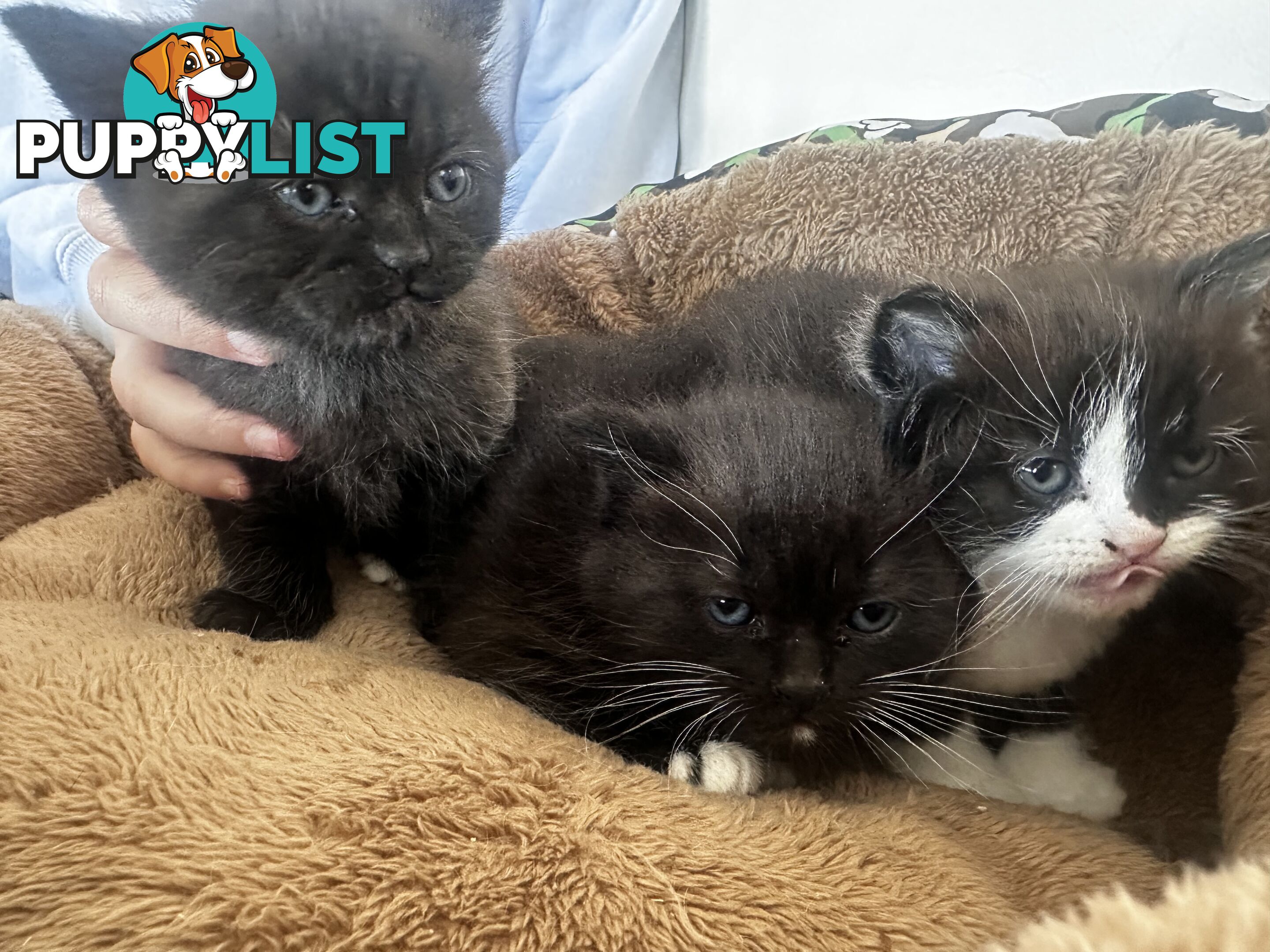 Ragdoll X Kittens