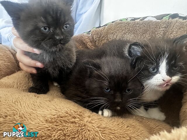 Ragdoll X Kittens