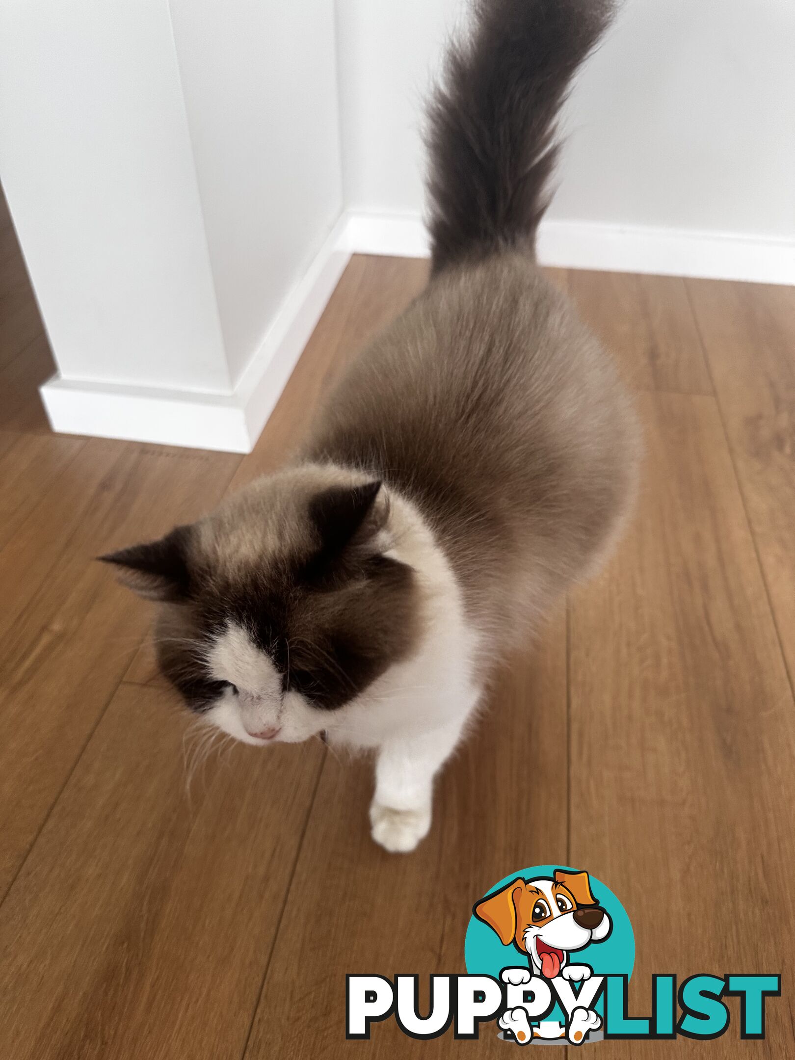 Ragdoll X Kittens
