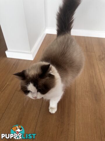 Ragdoll X Kittens