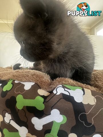 Ragdoll X Kittens