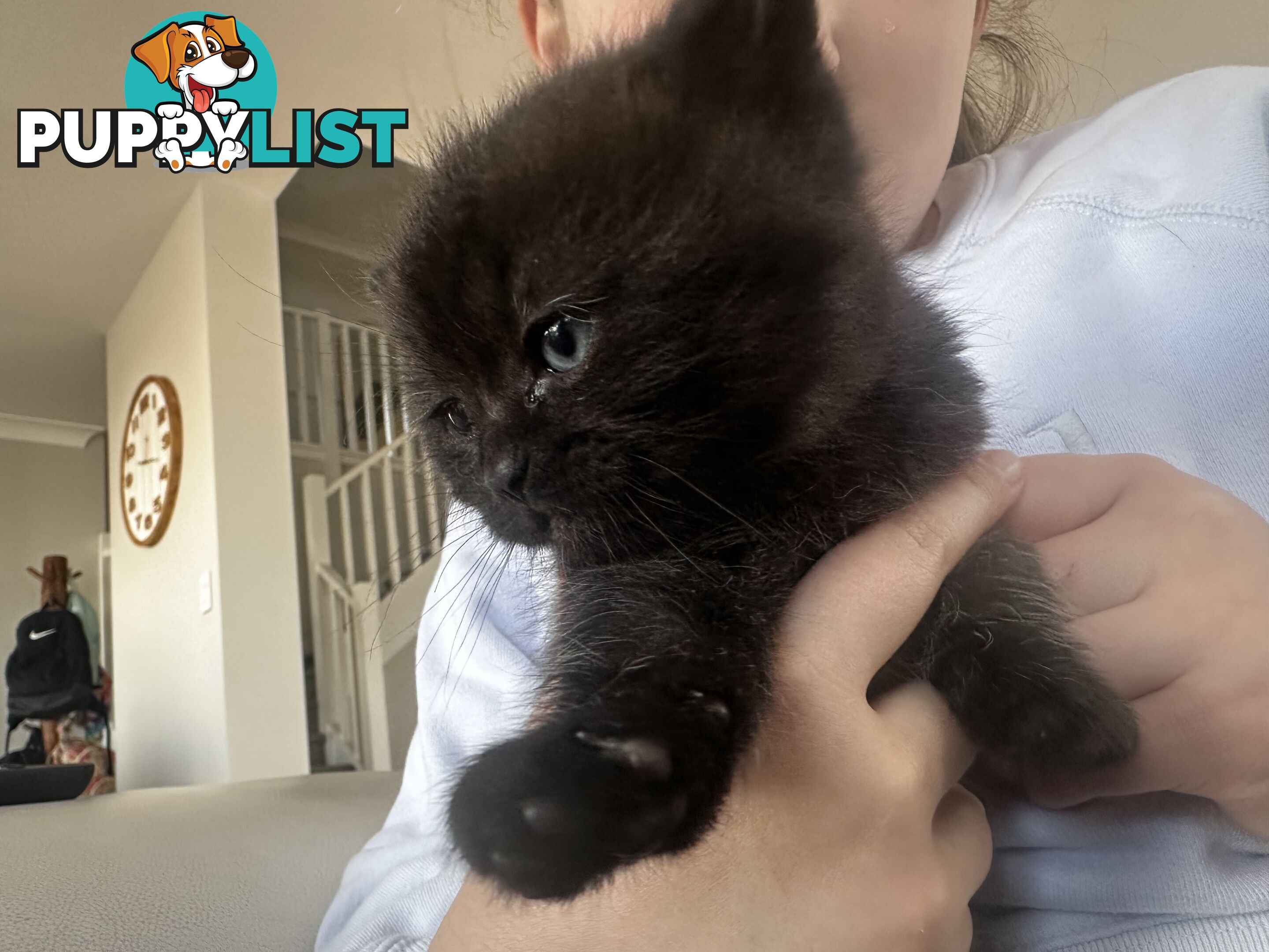Ragdoll X Kittens