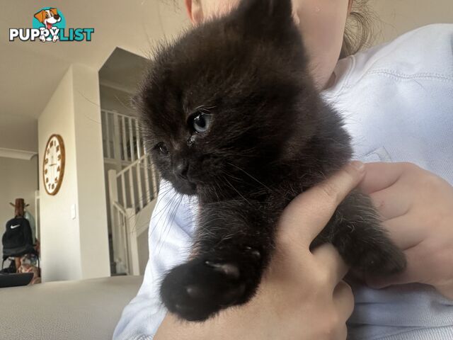 Ragdoll X Kittens