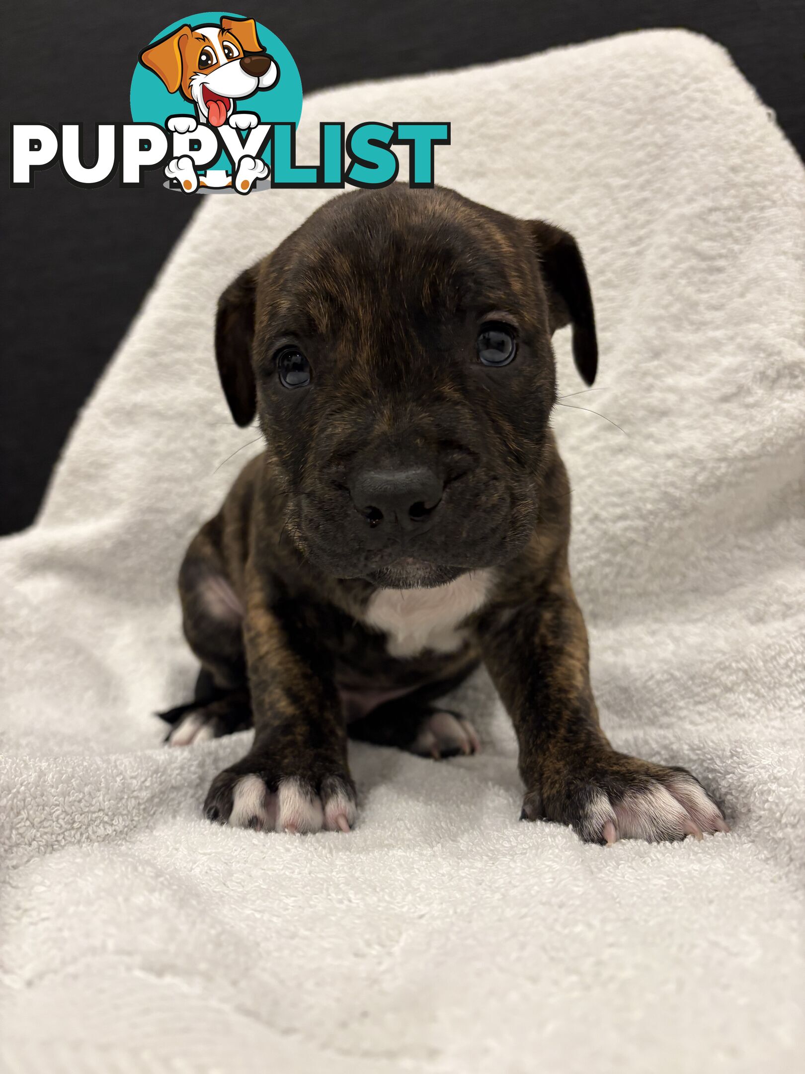 Staffy pups