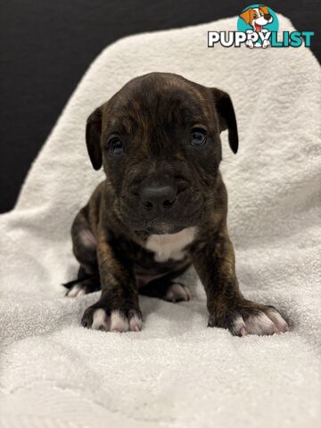 Staffy pups
