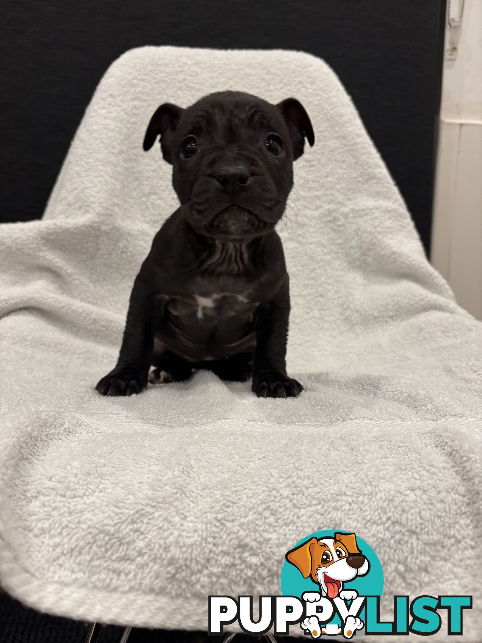 Staffy pups