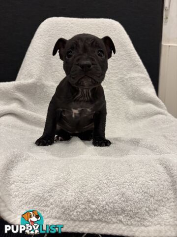 Staffy pups