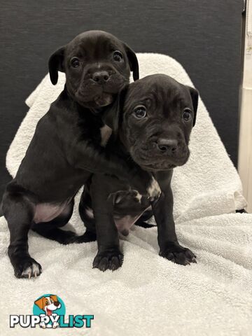 Staffy pups