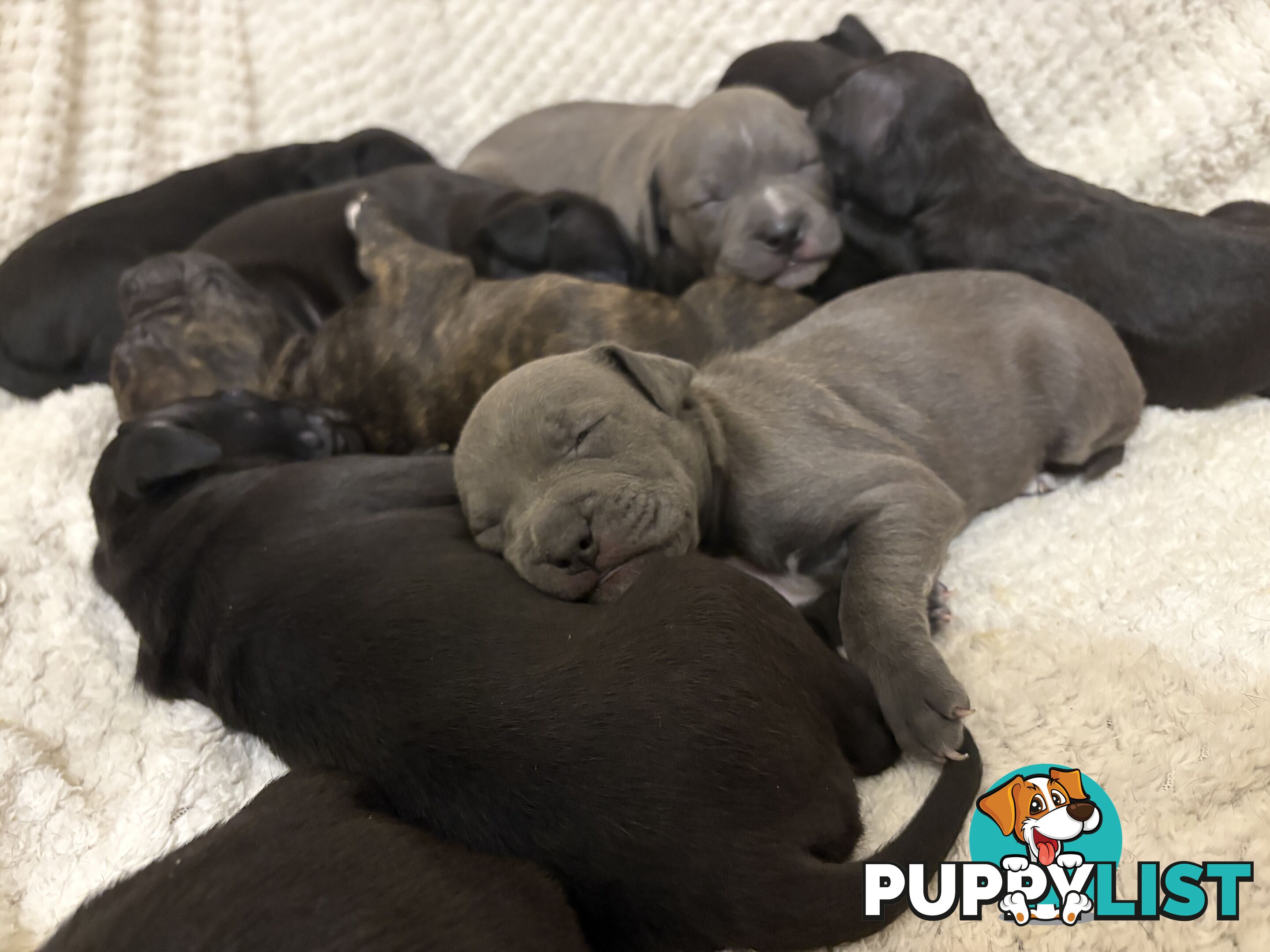 Staffy pups