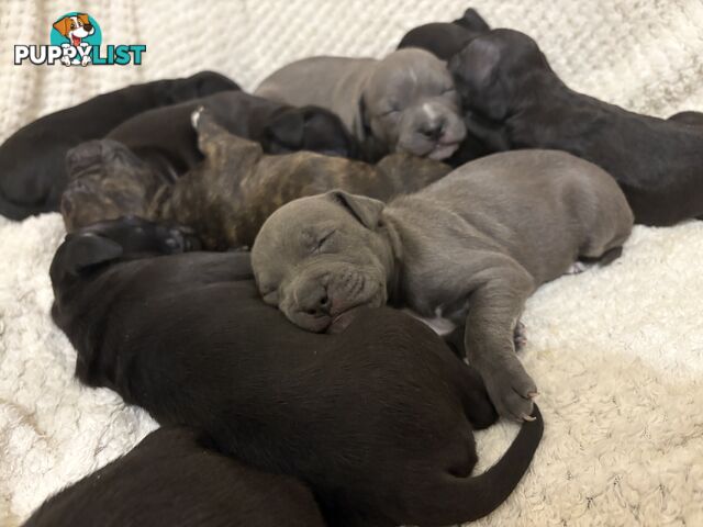 Staffy pups