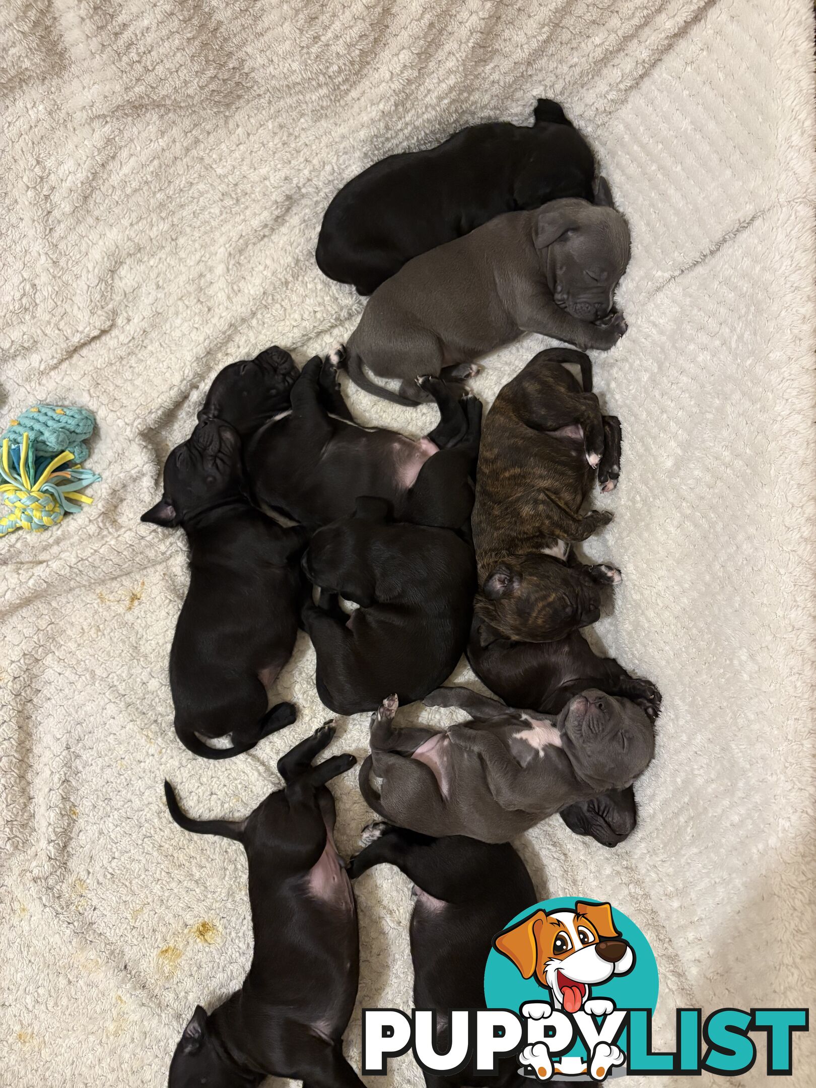 Staffy pups