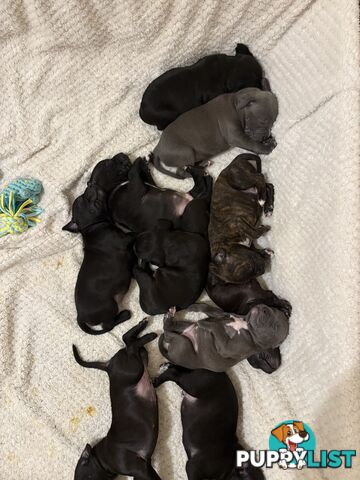 Staffy pups