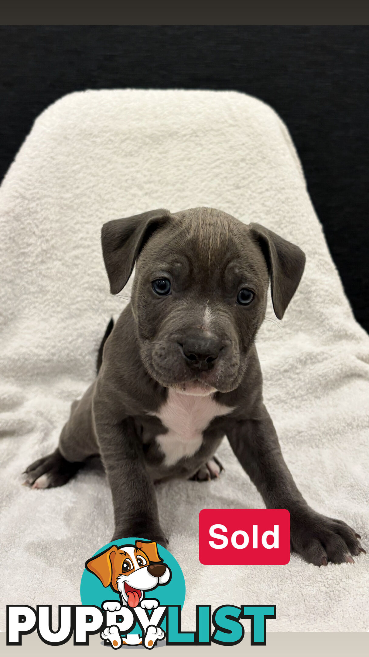 Staffy pups