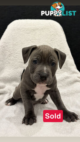 Staffy pups
