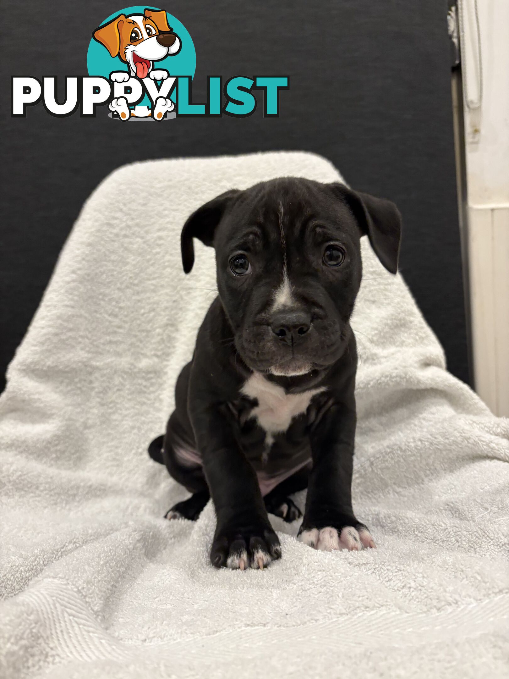 Staffy pups