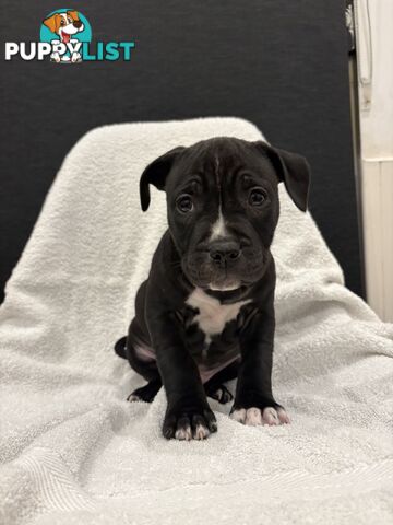 Staffy pups
