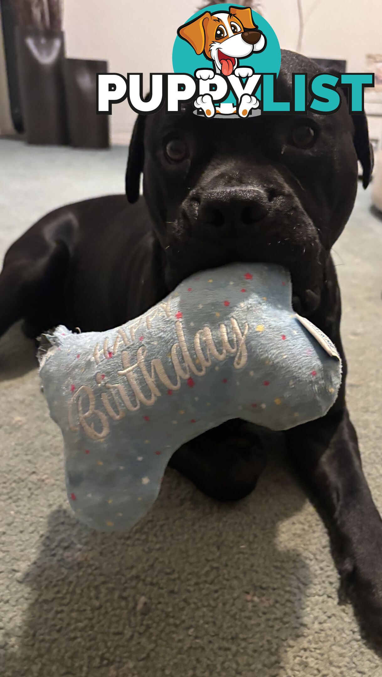 Staffy pups