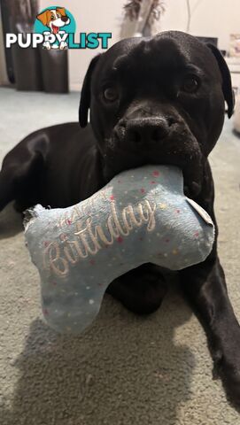 Staffy pups