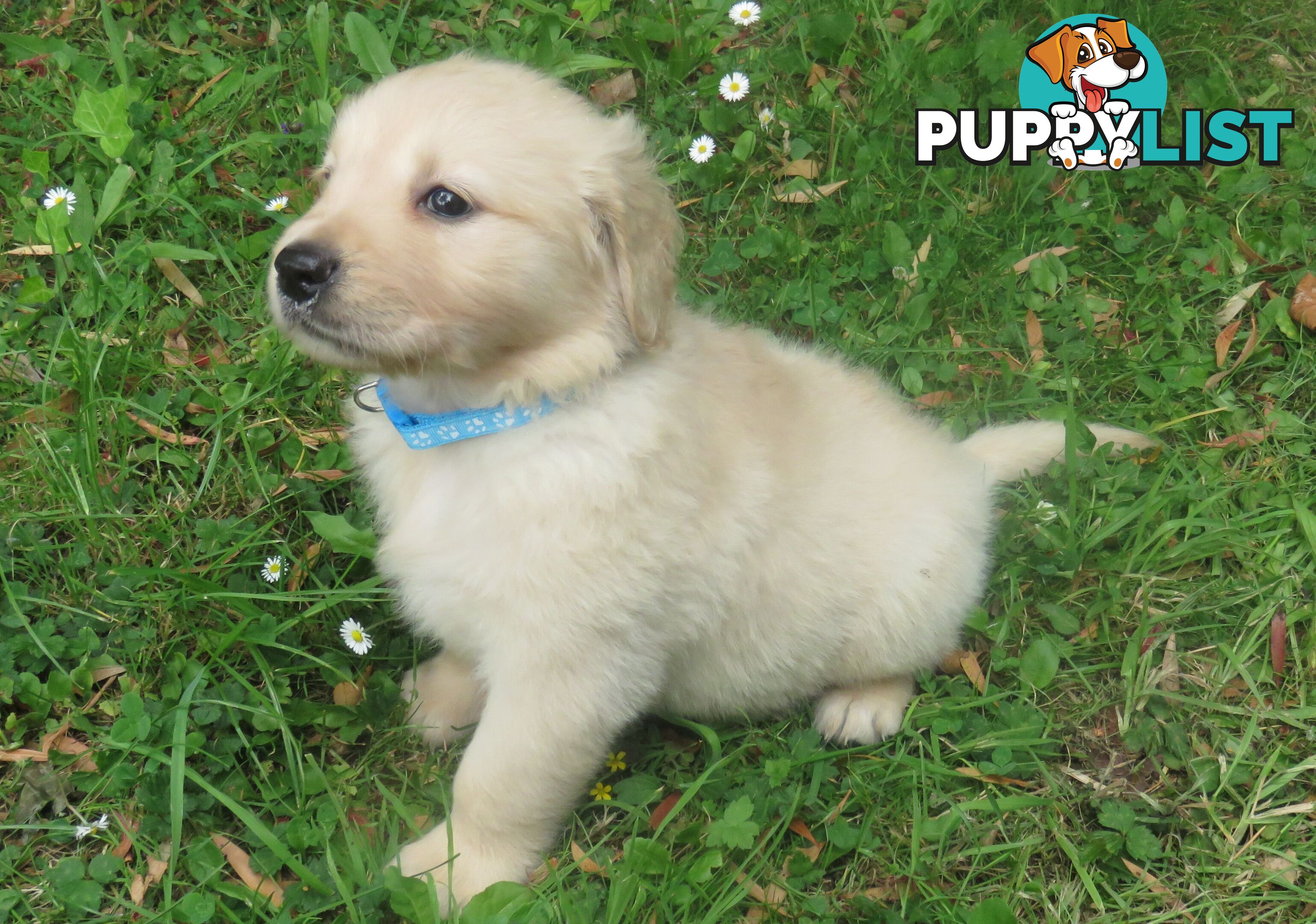 Golden retriever puppies