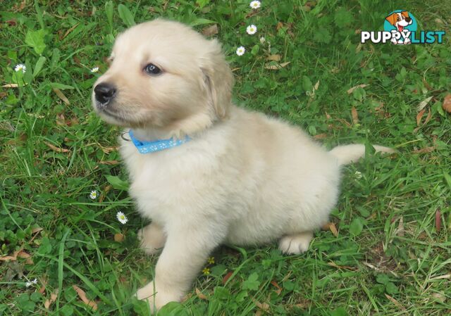 Golden retriever puppies