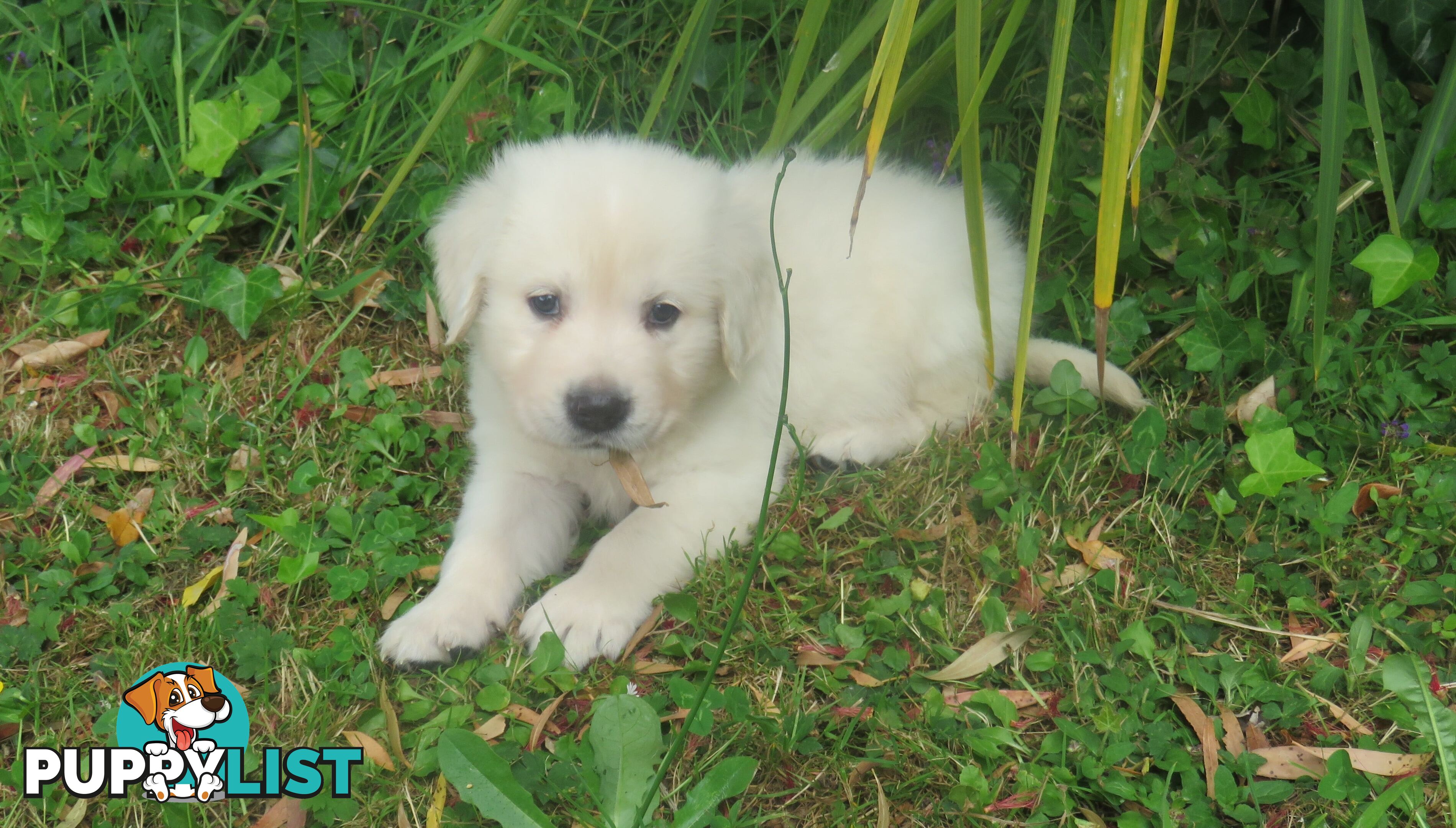 Golden retriever puppies