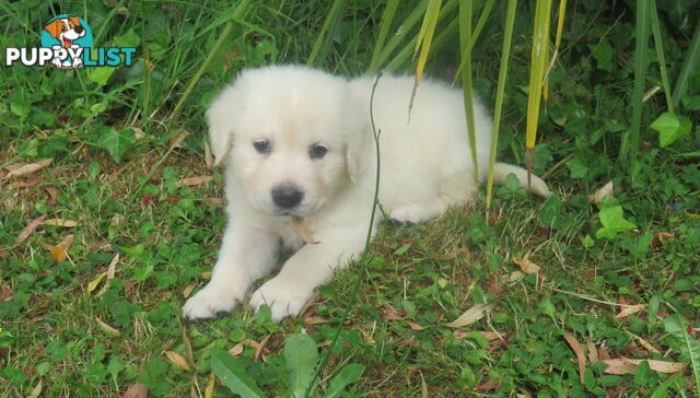 Golden retriever puppies