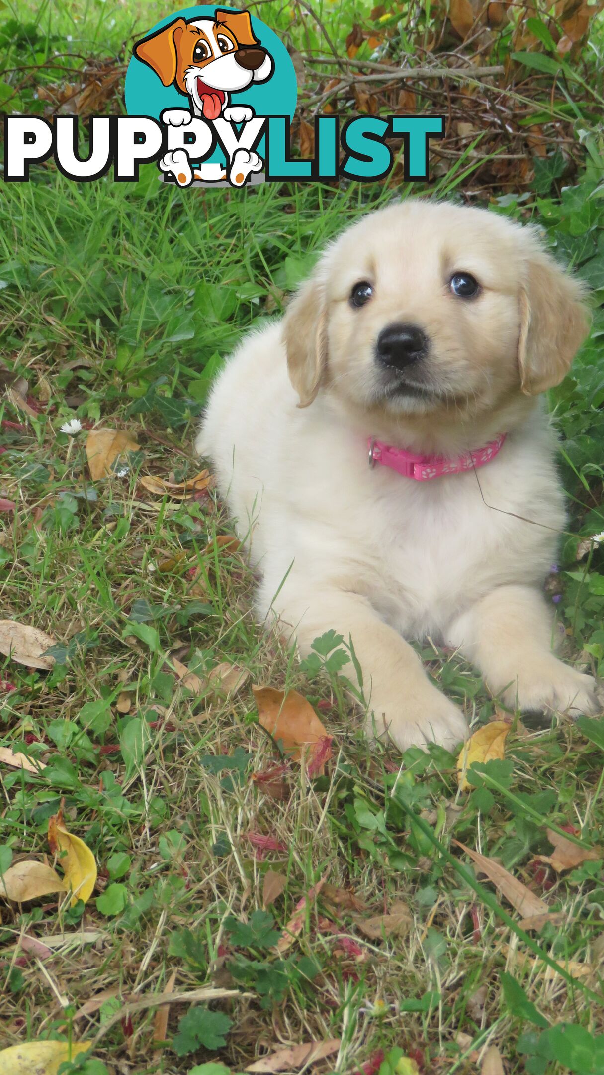 Golden retriever puppies