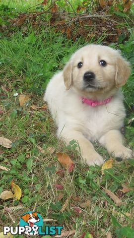 Golden retriever puppies