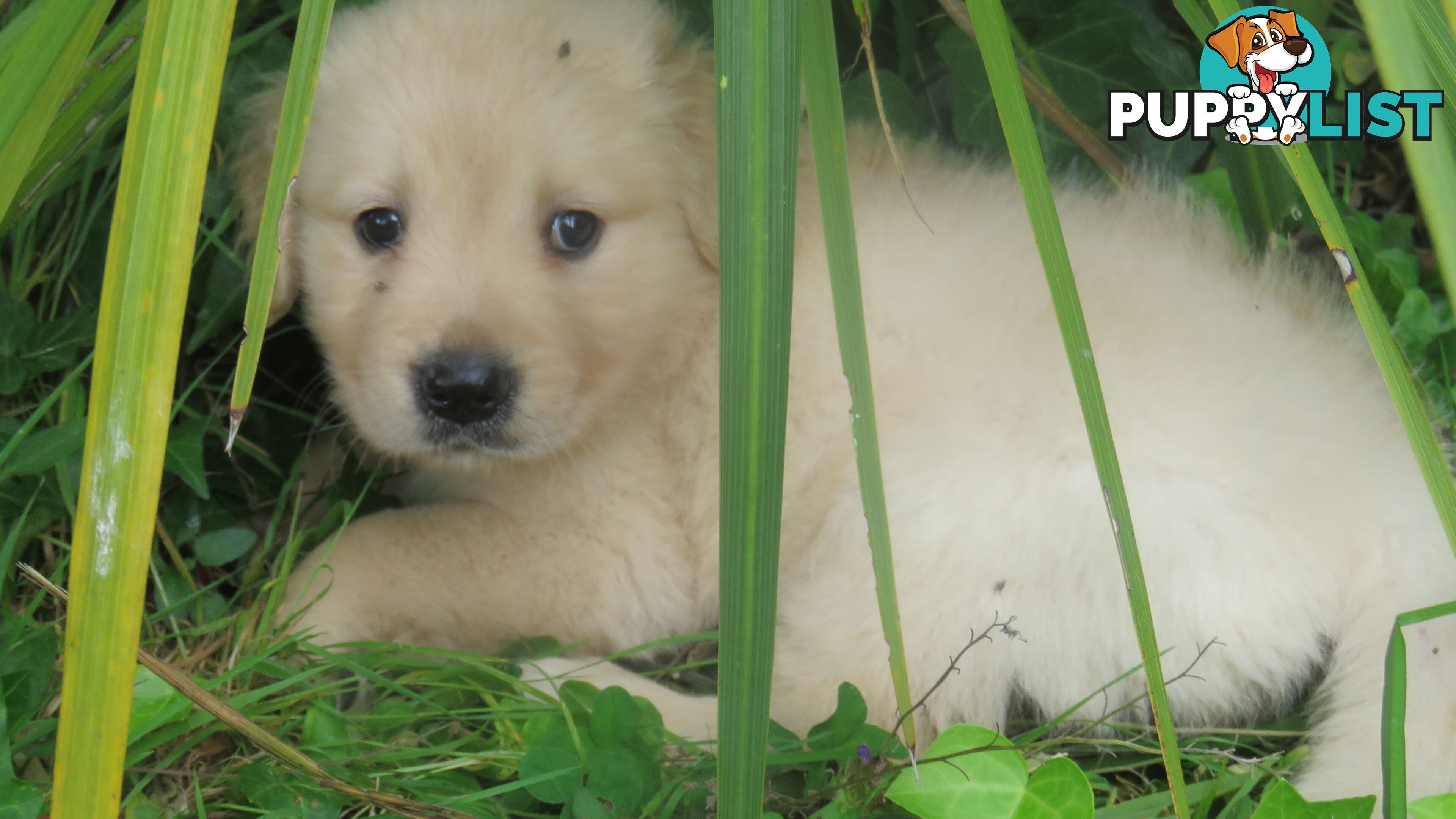 Golden retriever puppies