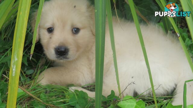 Golden retriever puppies