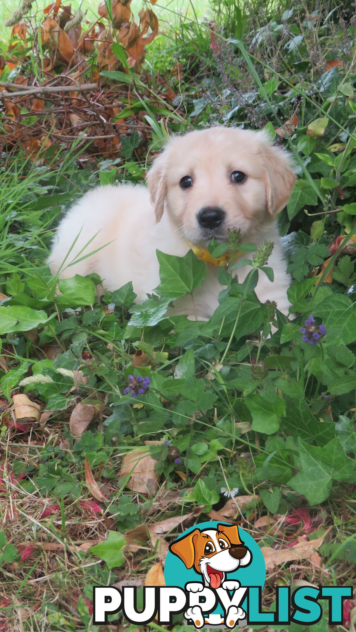 Golden retriever puppies