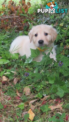 Golden retriever puppies