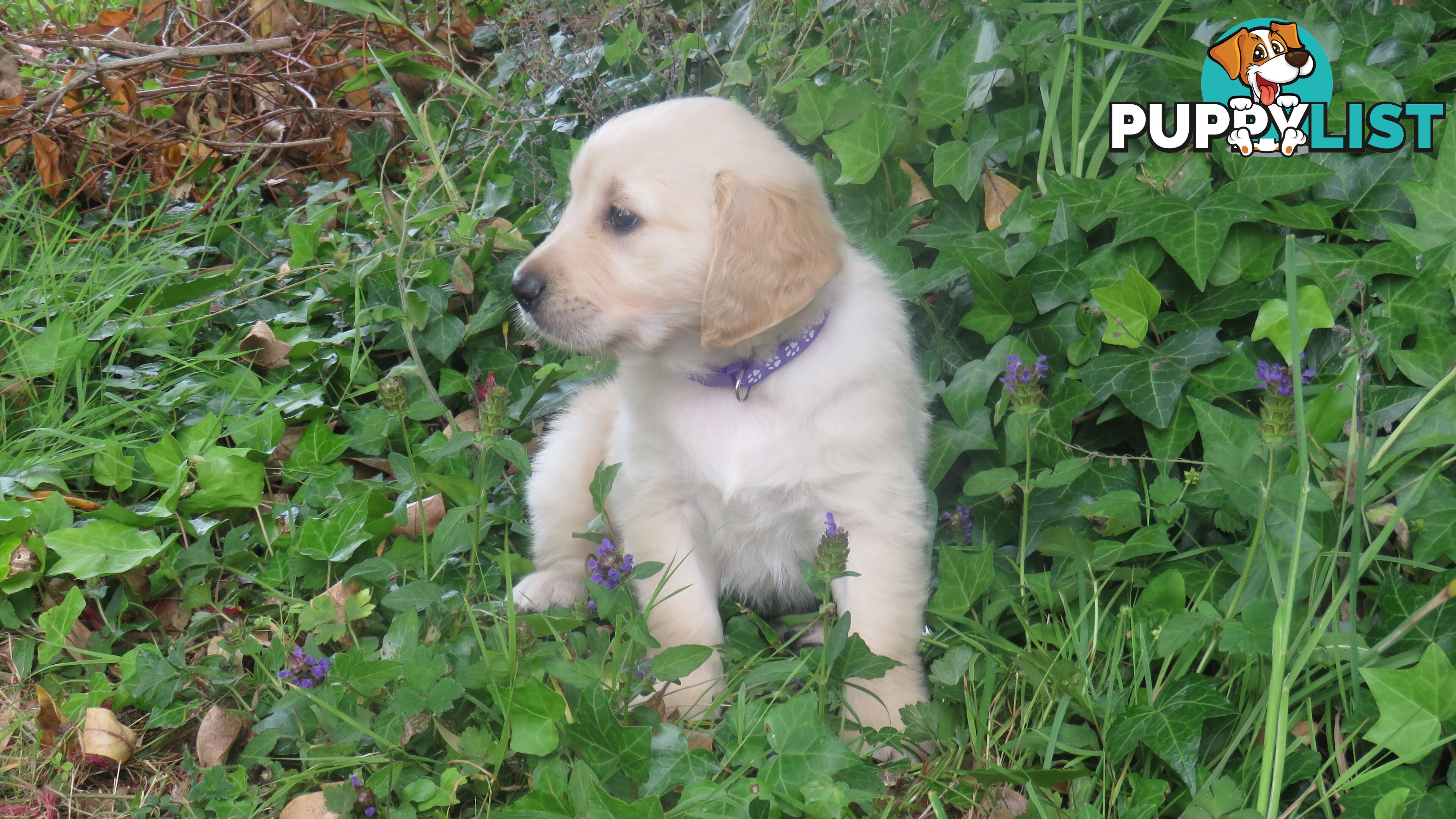 Golden retriever puppies